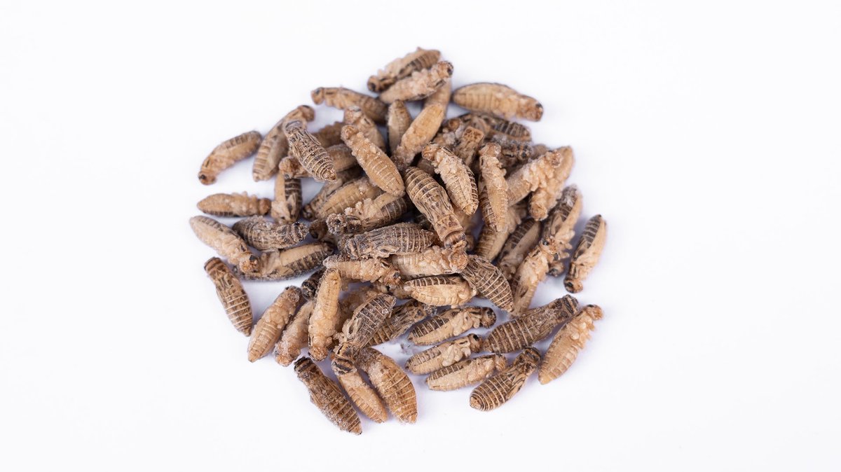 GokiBank's tweet image. 冷凍コオロギセール中です！
shop.gokibank.com/categories/441…