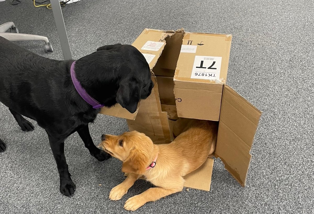 Two of our colleagues helping out around the office. #recycling and dismantling our #cardboard #boxes.

#recruitment #officelife #accounting