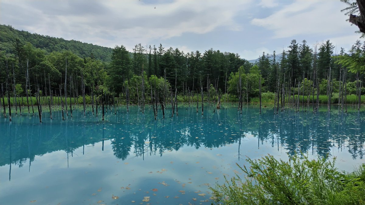 @simsim_hustler そう 美瑛の青い池　
見る角度によっては色が全然変わるんですよね
この2枚 全然違うでしょう　私は 白樺のティファニーブルーが大好きです🤓