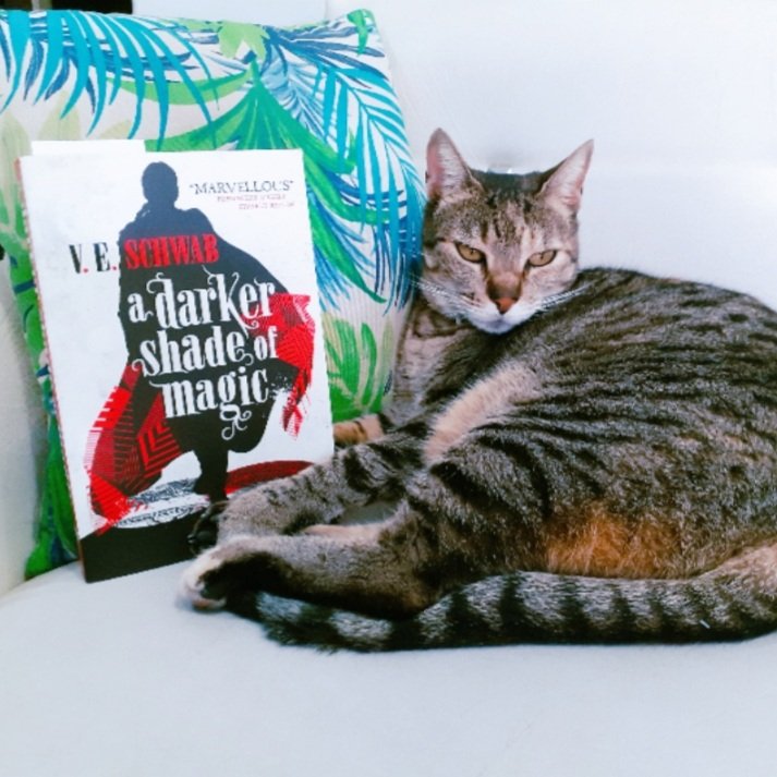 yvo_about_books's tweet image. Delilah Bard with the book that inspired her name... She was NOT happy to be woken up from her nap. 😾😂 I&apos;m SO excited to be finally rereading #ADarkerShadeOfMagic !! 📖❤ #currentlyreading #favoriteseries #catsoftwitter