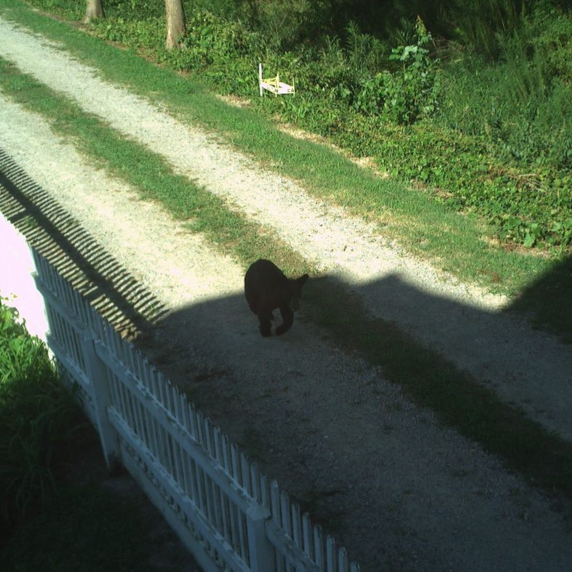 SomersetPlaceHS's tweet photo. This week’s #WildlifeWednesday is Bear-y cute! This baby black bear was caught on one of our cameras checking out the site.
#SomersetPlace #History https://t.co/iknG8fYWIa