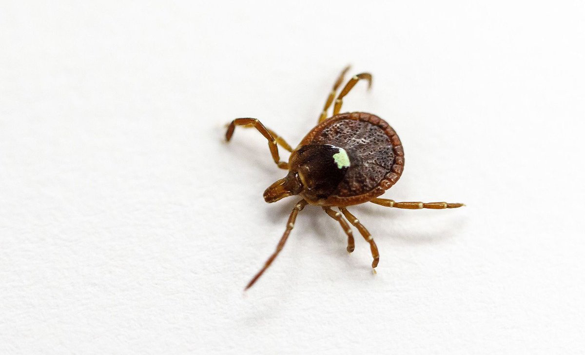 edwardsdna's tweet photo. A Meat Allergy Linked to Tick Bites May Be Increasing in the U.S., CDC Report Finds @SmithsonianMag https://t.co/7XUSQqW4Ww https://t.co/qYCtWxRGxd