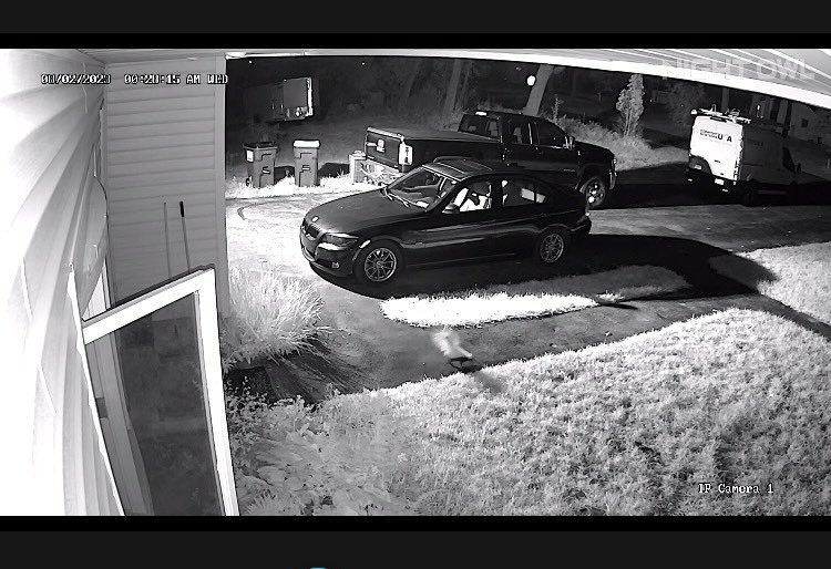 PetHeff's tweet photo. Our guard skunk on night patrol…. https://t.co/QumJiwgfYe