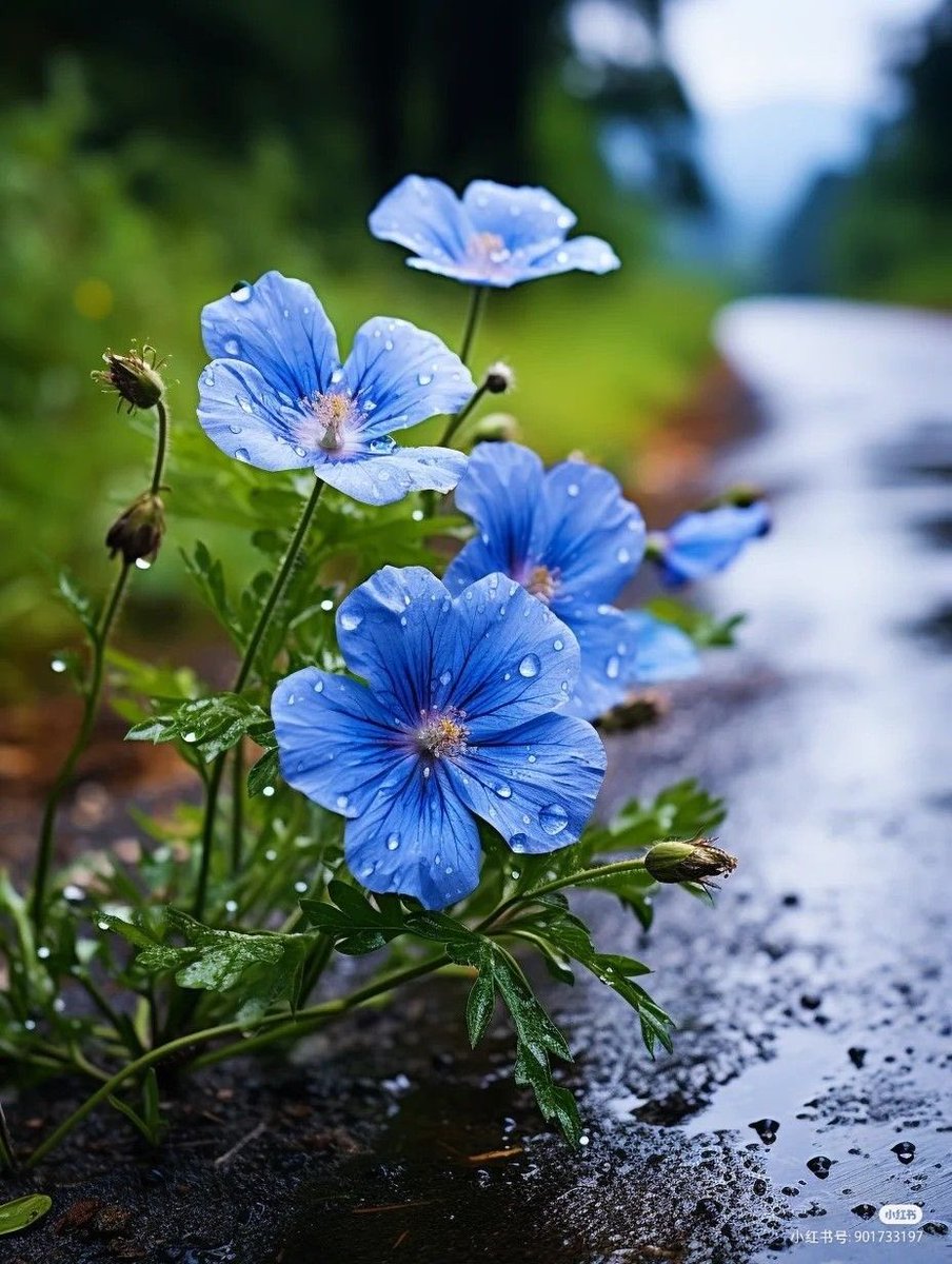 BluesignV's tweet photo. Purity 💙🌹✨💫 https://t.co/xzyCqDSETj