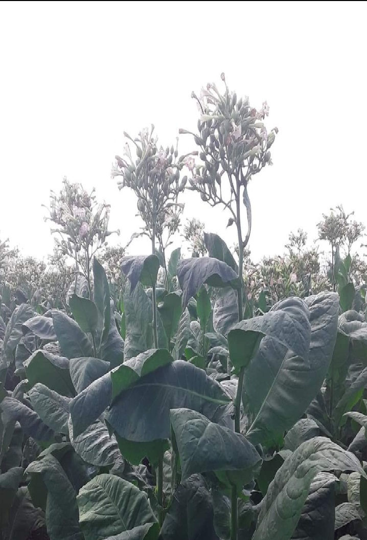 iitabaco's tweet photo. Inspección técnica a áreas productoras de semilla certificada por nuestra UEB,encabezada por el experto y creador de esta variedad Eumelio M. Espino,se realiza selección negativa en la producción de semilla certificada de la variedad Criollo 2018,Finca El Paraíso,Sancti Spíritus. https://t.co/Nfgl8opaKr