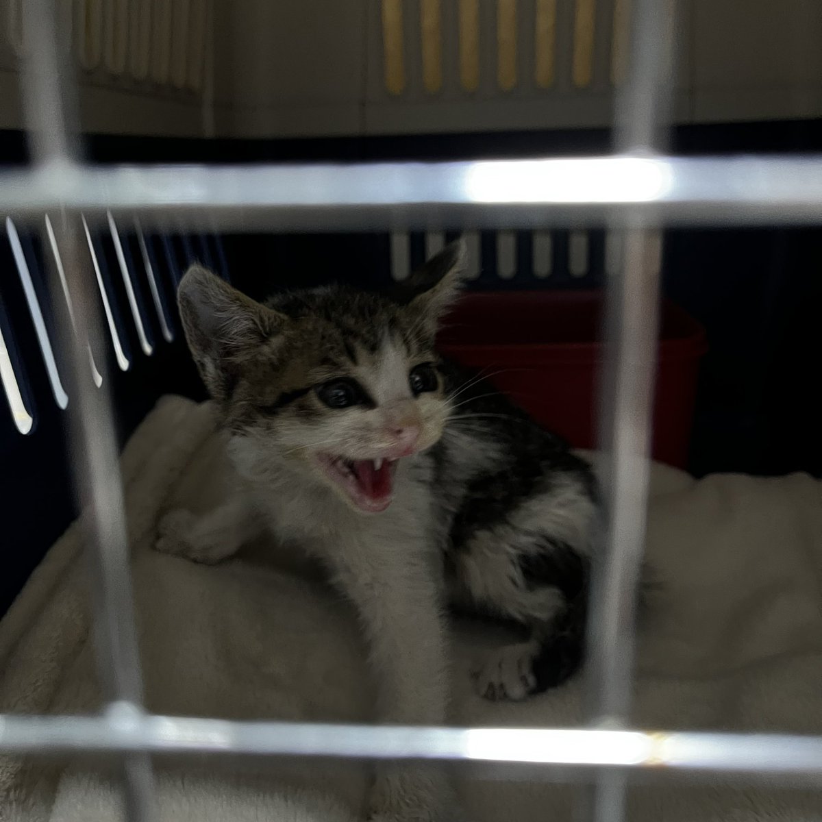 젤렝이의 하루 tweet media