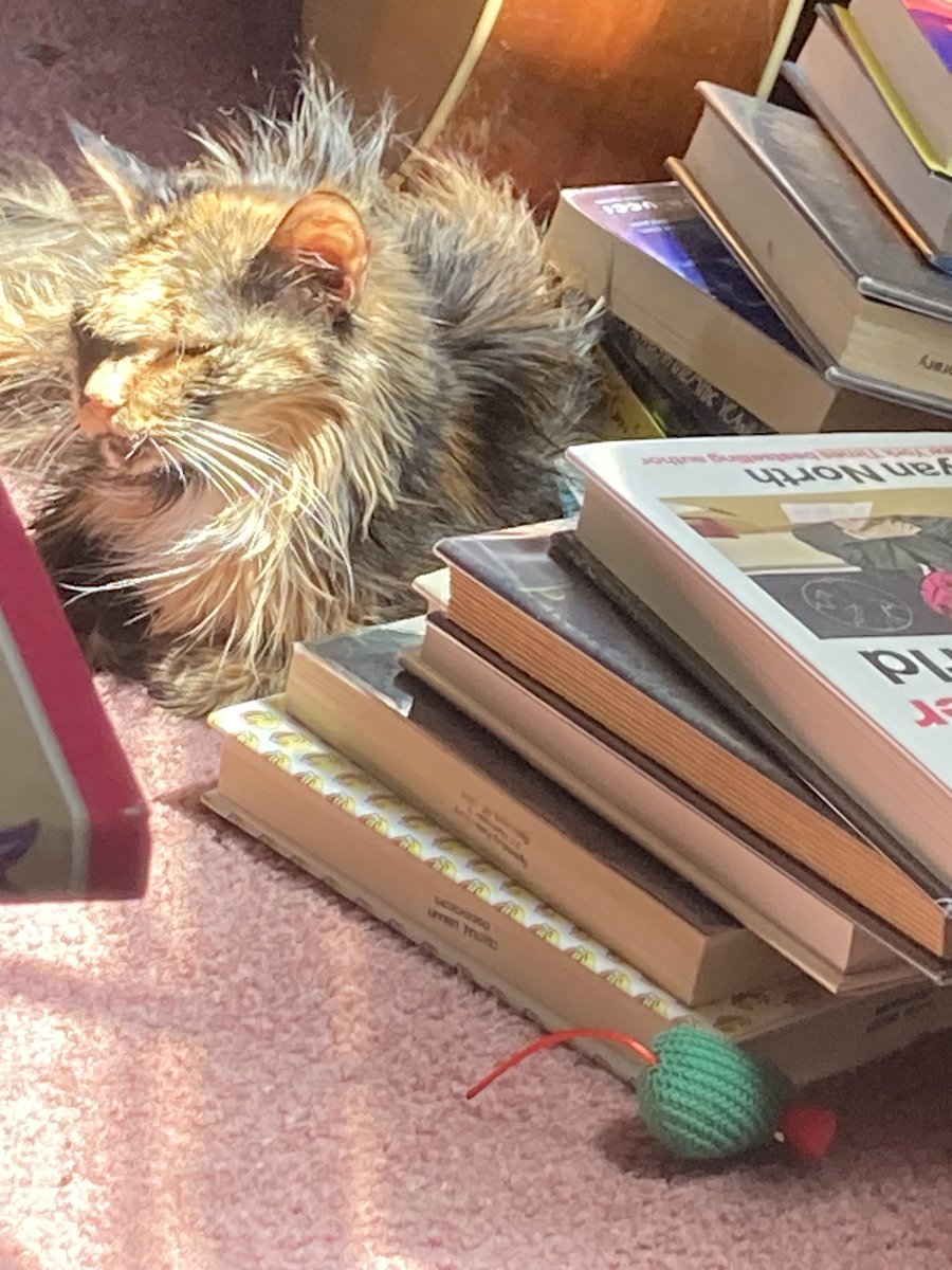 BebySushi's tweet photo. O no. Az yoo kan sea, Ime running dangerously low on bookes! Ime muste get to da bookeshoppe immediately 

Pea ess ~ suport independent bookestors if yoo kan! https://t.co/uhNRfQ8sCj