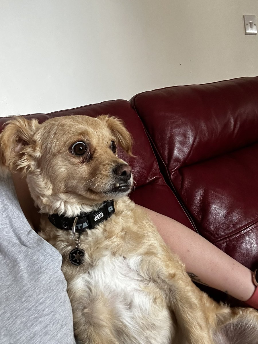 TheElvisFamily's tweet photo. @TwinParanormal @RiverRees @xRYANxREESx my dogs eyes went wide as hell when I was watching your new episode I think she sensed something even though it was through the TV she’s never done that before https://t.co/k0PHM8DcA1