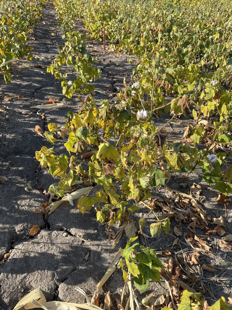 Wide-spread potassium deficiency in cotton spotted in Williamson Co today. The issue is helped along by hot and dry weather. #cotton #agriculture