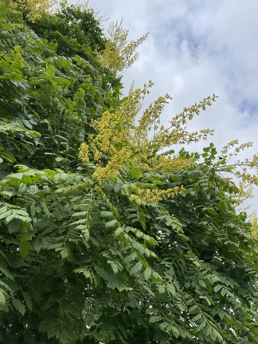 bsims_sims's tweet photo. The Golden Rain Tree @EmmaCambridge @Cambridge_Uni is looking it’s magnificent best at the moment #greattreesofbritain #specimentrees https://t.co/lZqGaXnUSa
