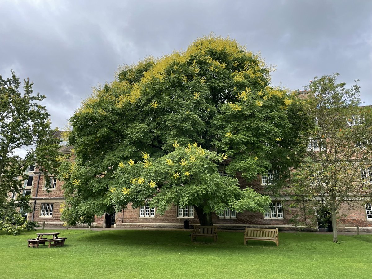 bsims_sims's tweet photo. The Golden Rain Tree @EmmaCambridge @Cambridge_Uni is looking it’s magnificent best at the moment #greattreesofbritain #specimentrees https://t.co/lZqGaXnUSa