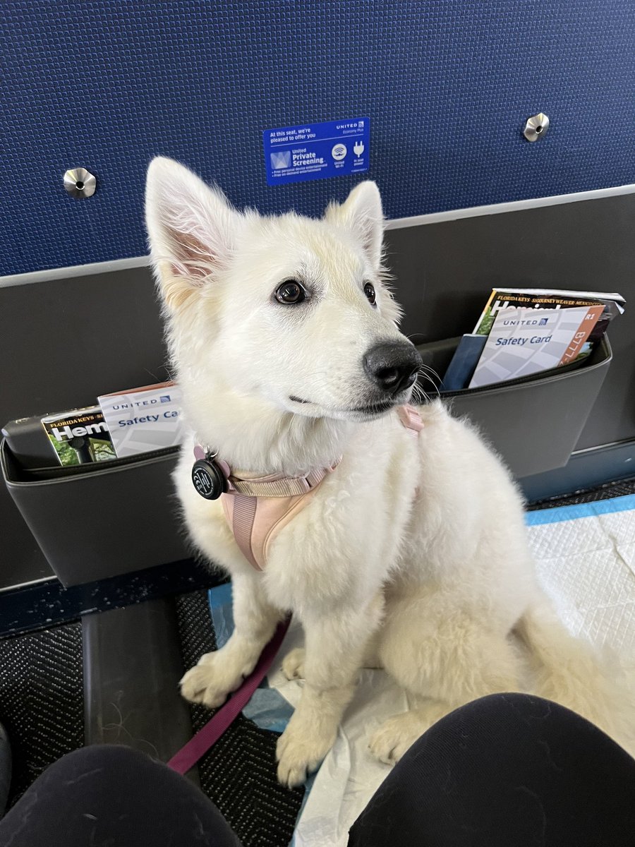 Kaityfogg's tweet photo. Winnie the wonder pup tackled the airplane today https://t.co/szzFr6mtAy