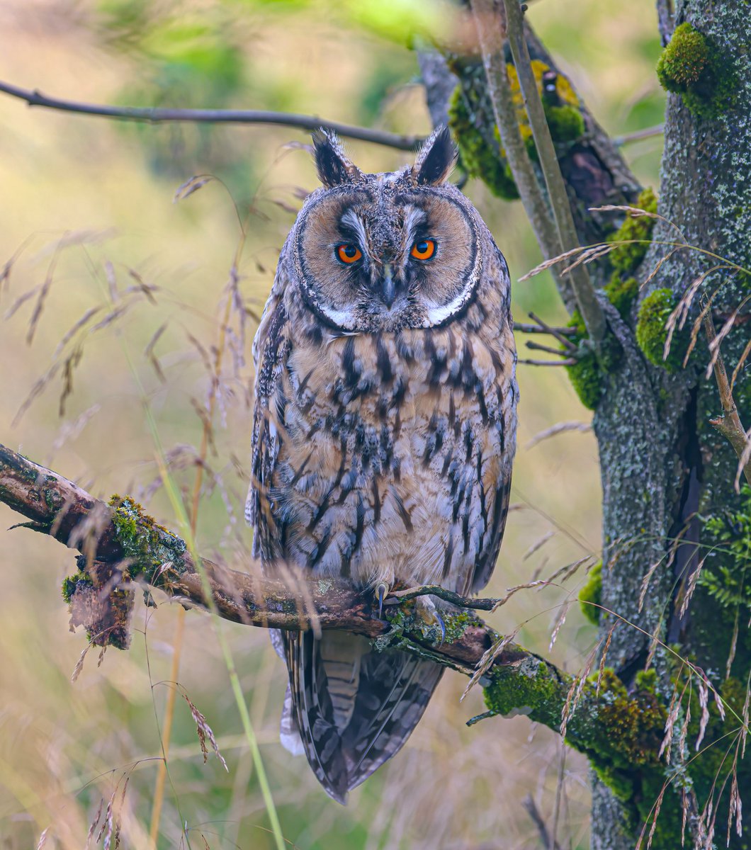 sykesjeff's tweet photo. Another shot of this Long Eared Owl last night near Burnley UK 🇬🇧 https://t.co/LYrpdgPC4i