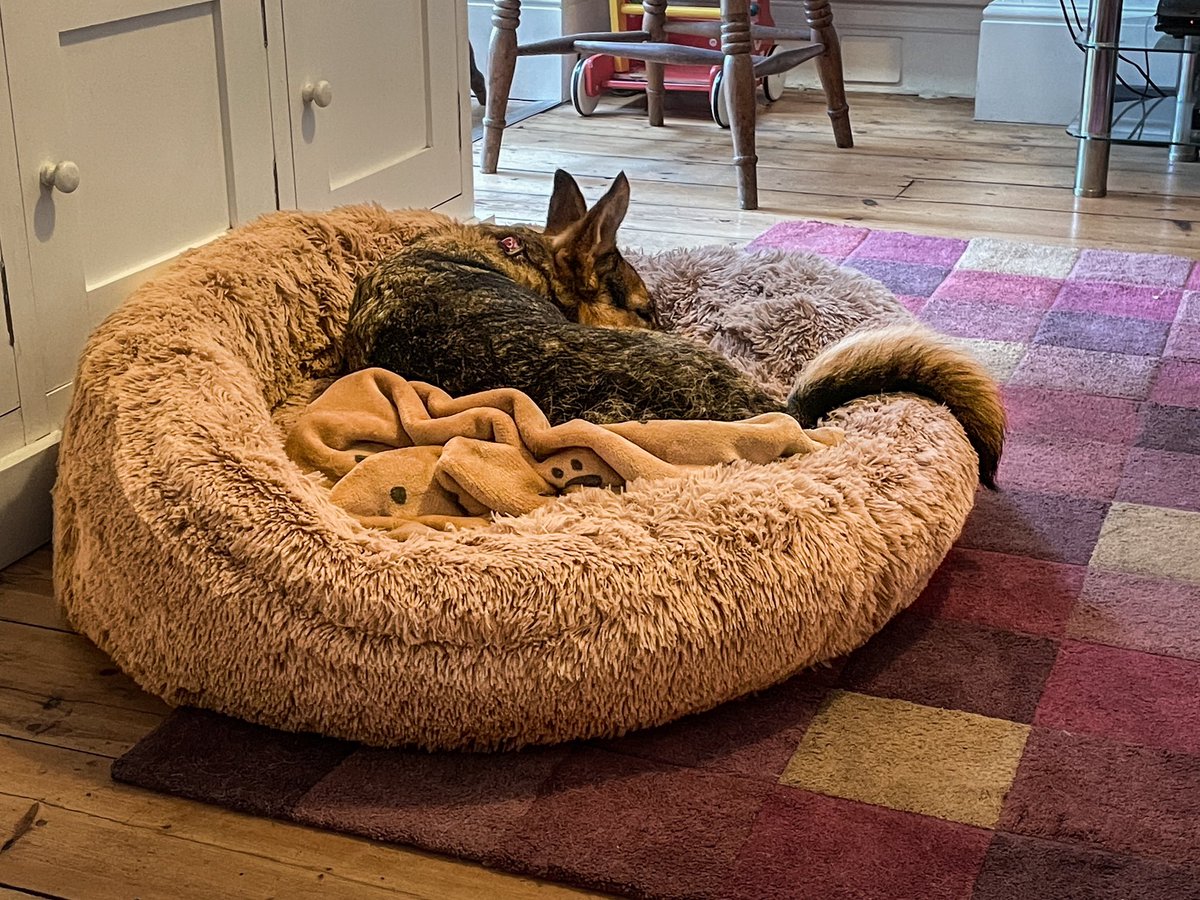 Sociable Dog tweet media