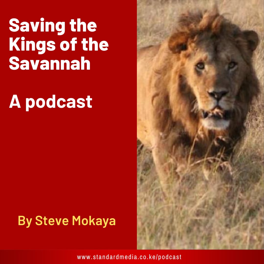 StandardKenya's tweet photo. In this podcast, Steve Mokaya talks to Professor Craig Packer about his work on lion conservation. Packer is a professor at the University of Minnesota and the director of the Lion Research Center.
https://t.co/BmRHVOa2Sp
#APodcast https://t.co/ymUURQGZ3L