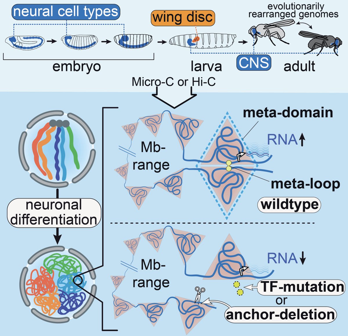 📢 Specific pairs of TADs megabases apart come together in fly neurons to enable the longest-range regulatory interactions described to date. Summary in the thread 👇