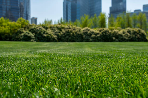 Sod installation is a quick and efficient way to establish a beautiful lawn, providing instant results and reducing the waiting time for seed germination. #LawnTransformation #SodSolutions