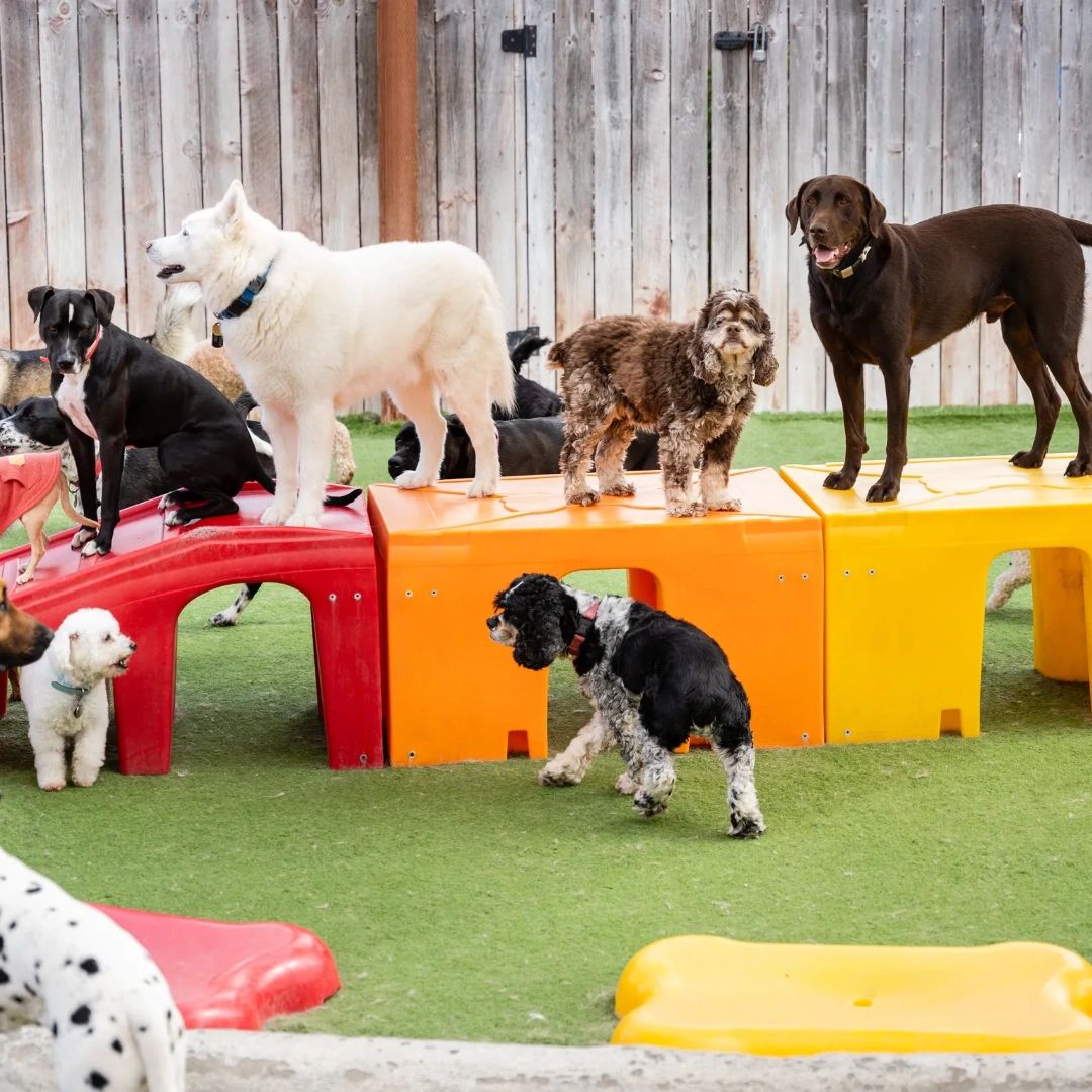 Camprunamuttcv's tweet photo. 🐶 Bring your pup for a day of play, socialization, and fun! 🌞 Our daycare program is the perfect place for your furry friend to make new friends and burn off some energy. https://t.co/XxCW5xgdT8