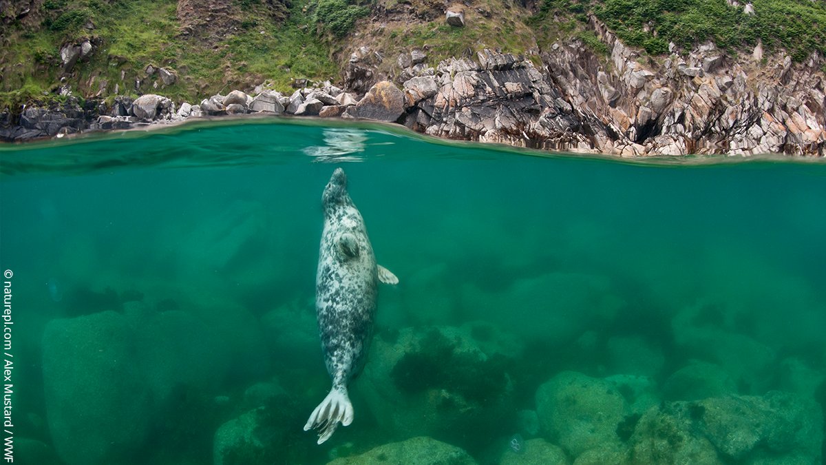 wwf_uk's tweet photo. This #WildlifeWednesday we’re highlighting some seal-rious facts.  

 Around 38% of the world's population of grey seals breed in the UK, making our coasts incredibly important for the future of these marine species. #NationalMarineWeek 🦭 https://t.co/vbpaOn5XO1