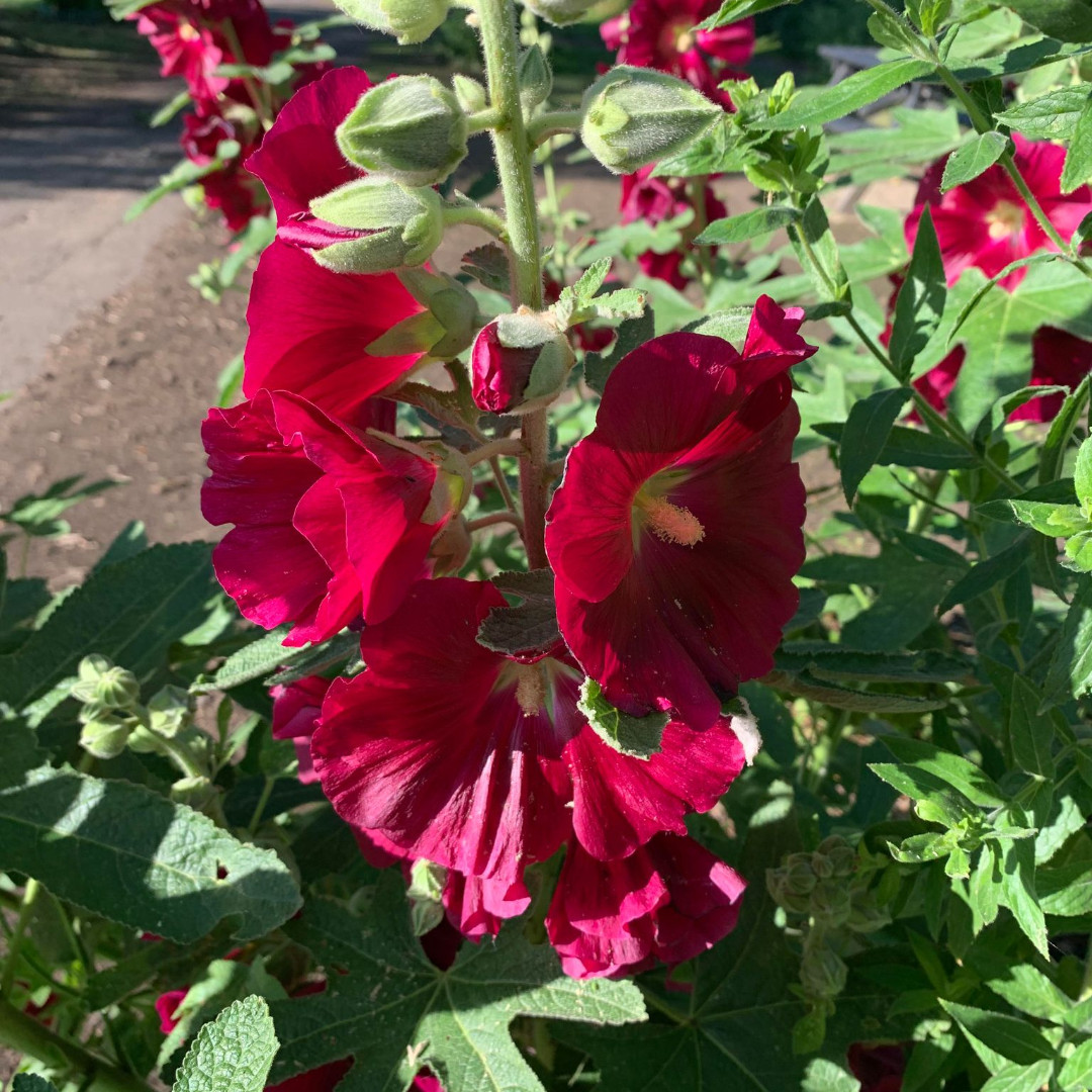 Hollyhock - Being part of the mallow family, it is a firm tortoise favourite. Though a safe feed commonly found growing wild in Turkey, it's best to grow it outside a tortoise's enclosure otherwise, they will demolish it!