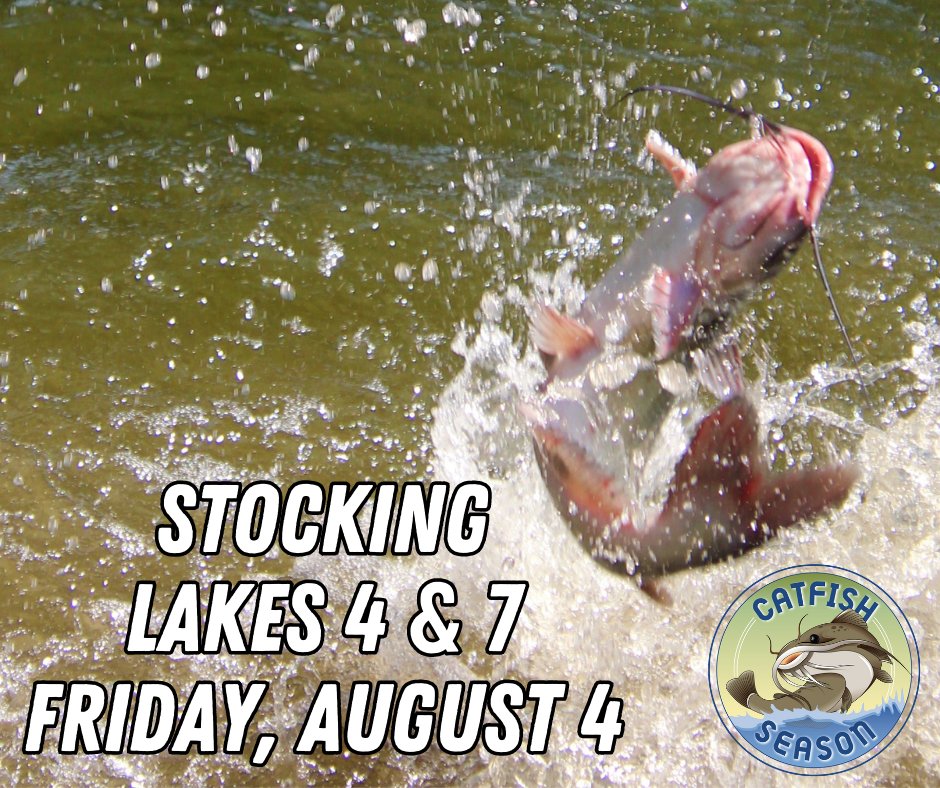 #Stocking #CatfishSeason #Catfish #Fishing #SoCalFishing