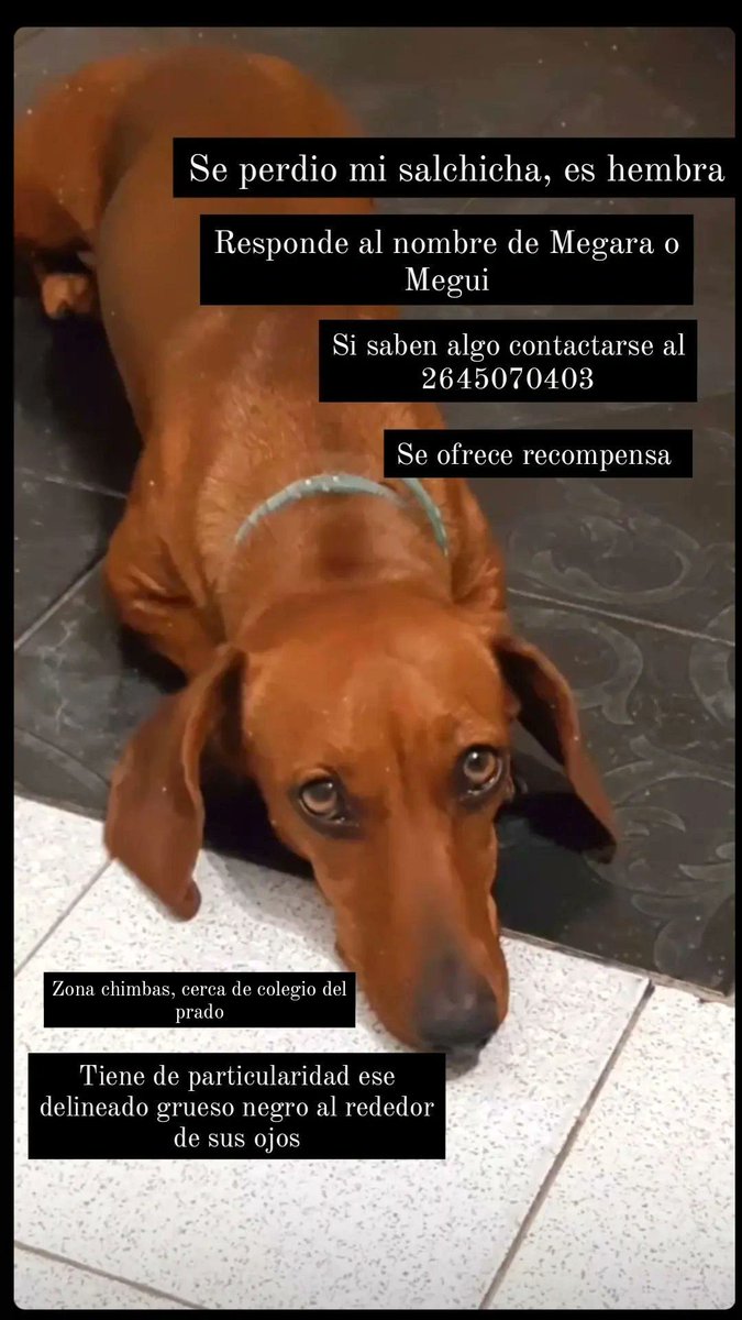 Mi perrita sigue sin aparecer, ayudenme la publicación anterior se me borro, no se que paso, por favor estoy desesperada!!!