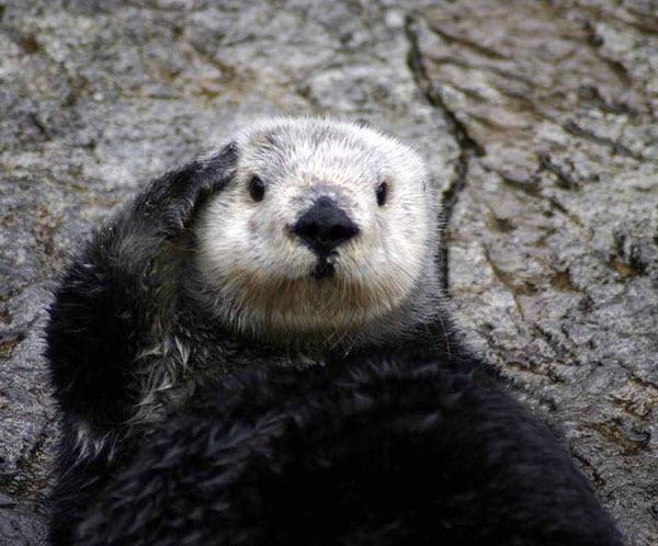 In_Otter_News2's tweet photo. Sea sausage reporting for duty. https://t.co/LPT0ZmWfD6