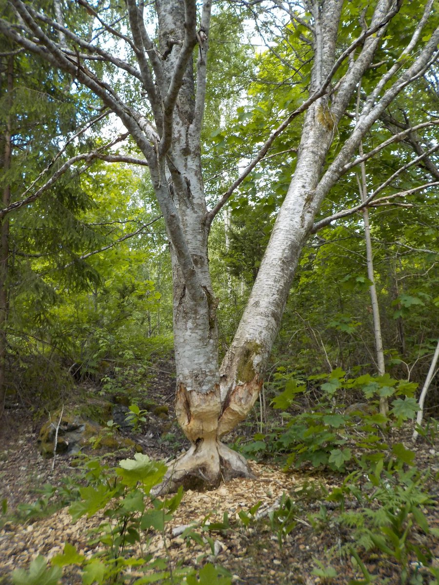 Liebe bayerische Staatsregierung, ich möchte ein Hassverbrechen melden.