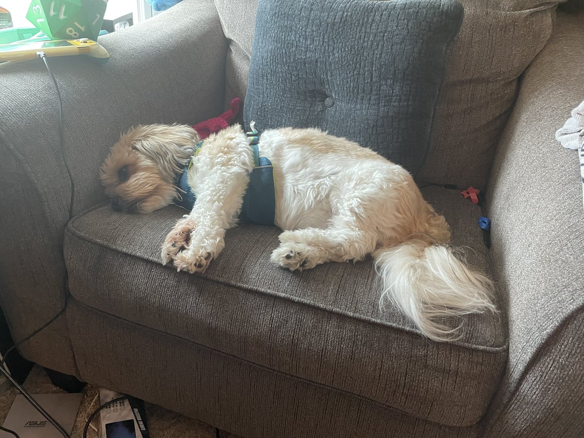 Xavierscience's tweet photo. My assistants are kind of slacking as we adjust back to teaching online. They just keep snoring 💤 https://t.co/PNFqzz47Cb
