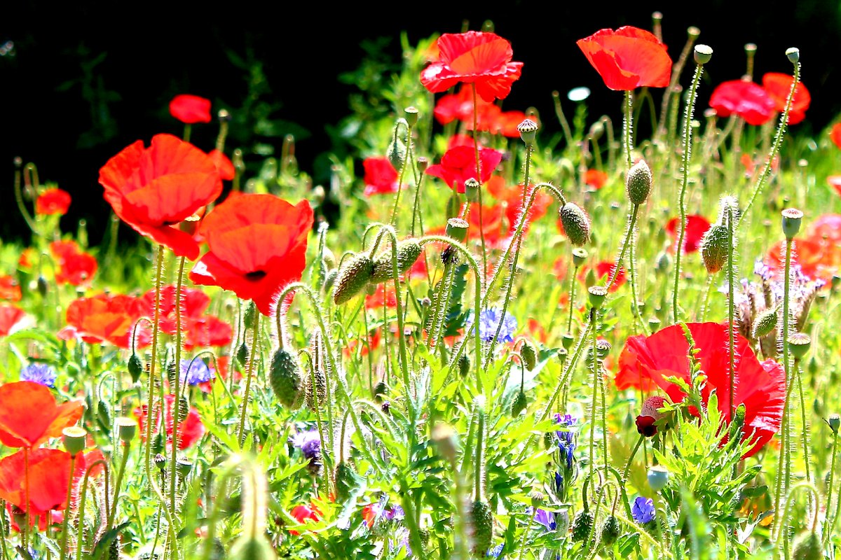 Meadow In My Garden 🍃💚🍃 (@meadowingarden) on Twitter photo Our next event this week is the Taunton Flower Show on 4/5th August <a href="/TauntonFS/">Taunton Flower Show</a> - you'll find us in the plant village meadowinmygarden.co.uk/pages/events-2… #BritishSummer #GardeningTwitter #gardeningtips #biodiversity Our next event this week is the Taunton Flower Show on 4/5th August <a href="/TauntonFS/">Taunton Flower Show</a> - you'll find us in the plant village meadowinmygarden.co.uk/pages/events-2… #BritishSummer #GardeningTwitter #gardeningtips #biodiversity