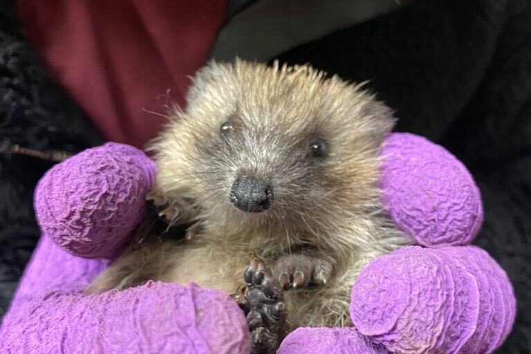 Pumpkin’s Wildlife Hospital tweet media