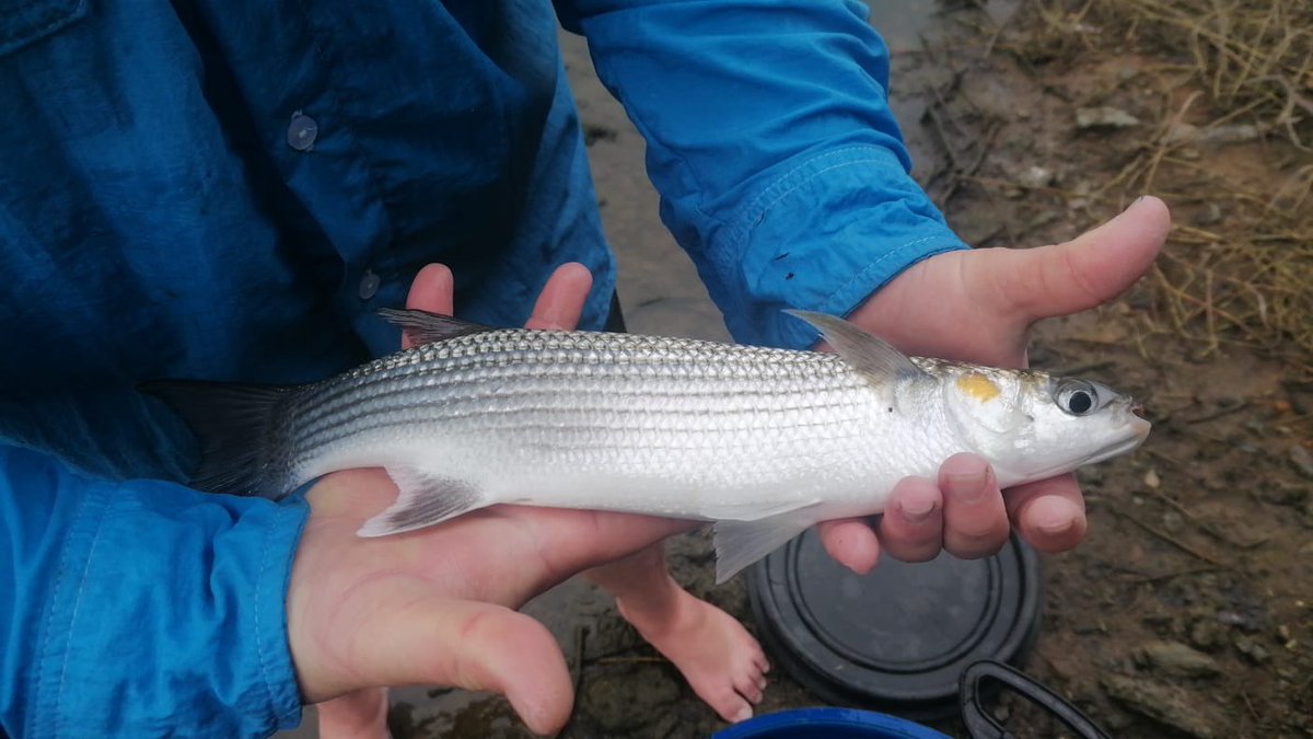 NicoJSmit1's tweet photo. Typical for a winter south coast survey in South Africa there were some weather related challenge for our @NWU_WRG Team, but once again they showed resilience and collected amazing fish and parasites! Here some fish pics 👇 @WynandMalherbe @anja_erasmus20 @TruterMarliese https://t.co/5fPCmVF4Ly