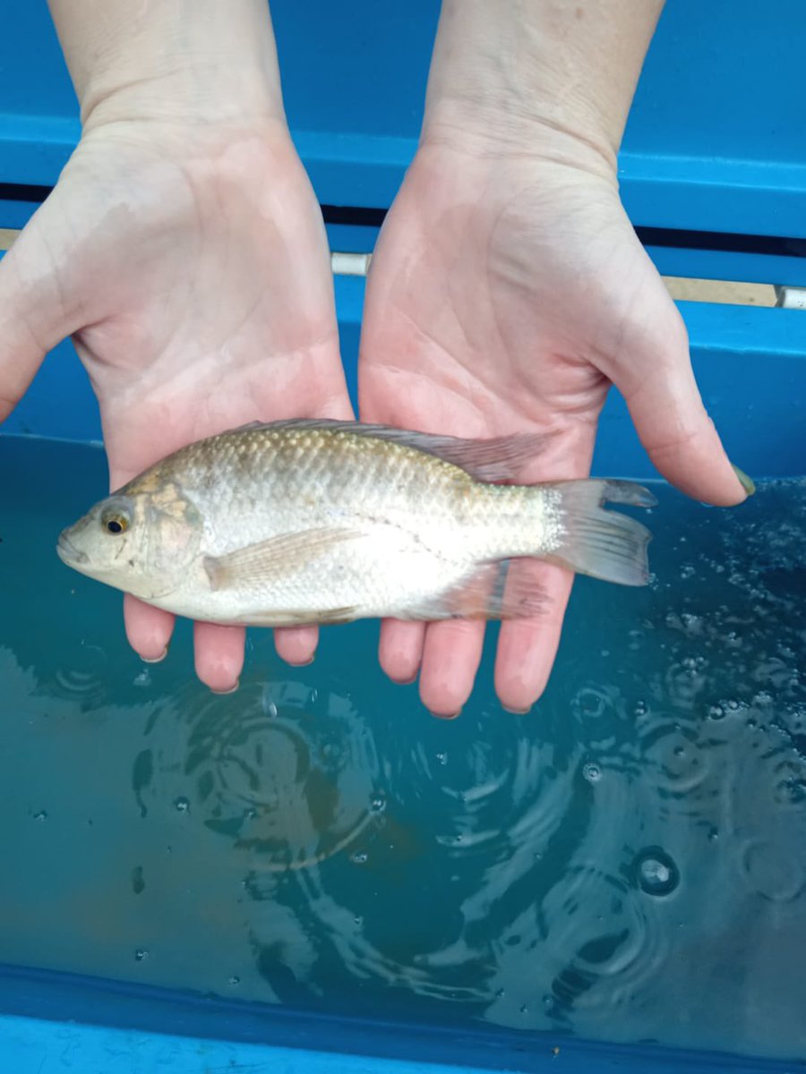 NicoJSmit1's tweet photo. Typical for a winter south coast survey in South Africa there were some weather related challenge for our @NWU_WRG Team, but once again they showed resilience and collected amazing fish and parasites! Here some fish pics 👇 @WynandMalherbe @anja_erasmus20 @TruterMarliese https://t.co/5fPCmVF4Ly