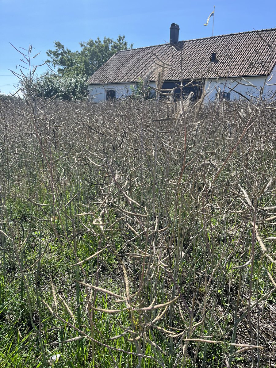 linnyngvesson's tweet photo. Hej ni som kan allt!!! Vad är det här för gröda som odlas på Österlen? Det är svarta små frön-ish i kapslarna som är vita i mitten. Google Lens fattar inte och min mamma lärde mig bara dom 4 basic sädesslagen https://t.co/3tGPzt67ct