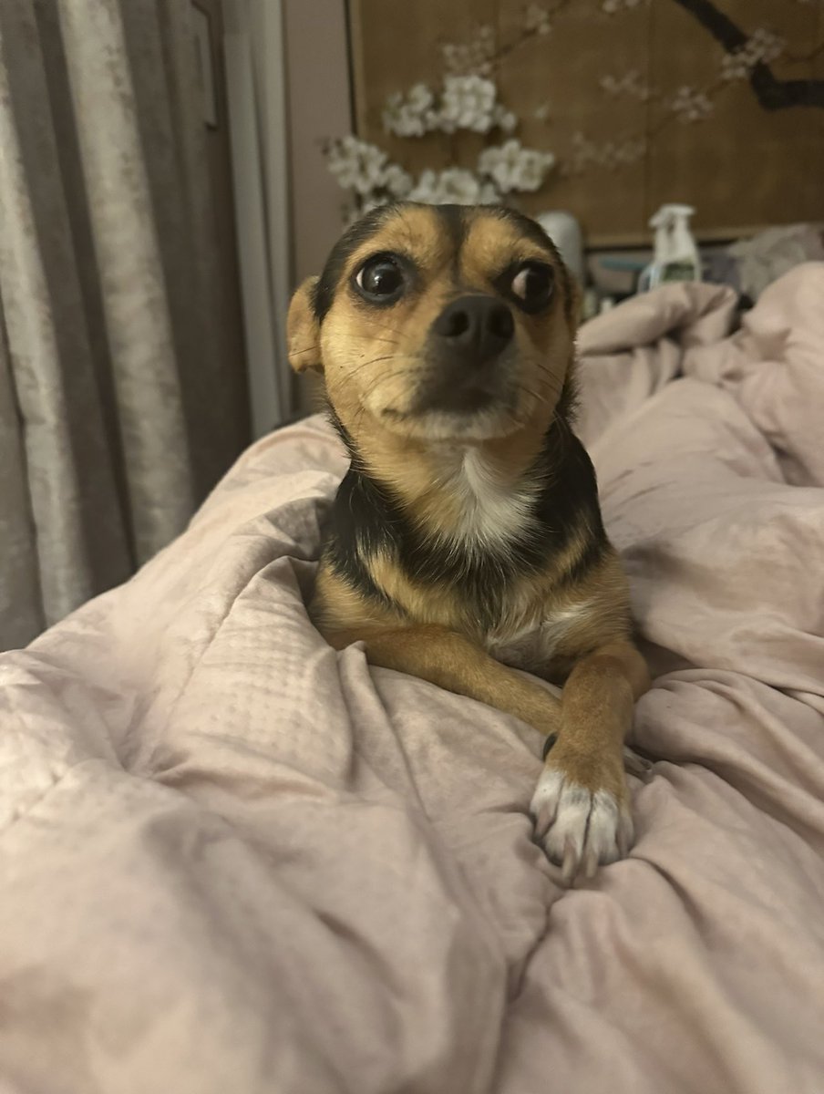 sea4sky's tweet photo. @bunsenbernerbmd Toby is my speckle-footed American Dingus who specializes in cuddles and mischief and Maeve is my chi-terrier mom dog who puts up with most of his antics and sleeps glued to some part of my body every night. Both are rescues who rescue me back every damn day. https://t.co/XUrWXOIZIQ