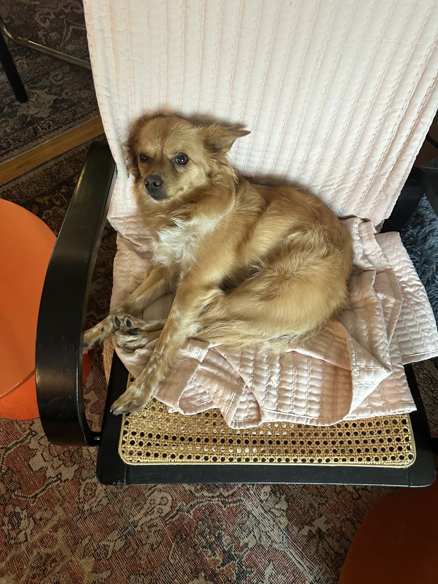 sea4sky's tweet photo. @bunsenbernerbmd Toby is my speckle-footed American Dingus who specializes in cuddles and mischief and Maeve is my chi-terrier mom dog who puts up with most of his antics and sleeps glued to some part of my body every night. Both are rescues who rescue me back every damn day. https://t.co/XUrWXOIZIQ