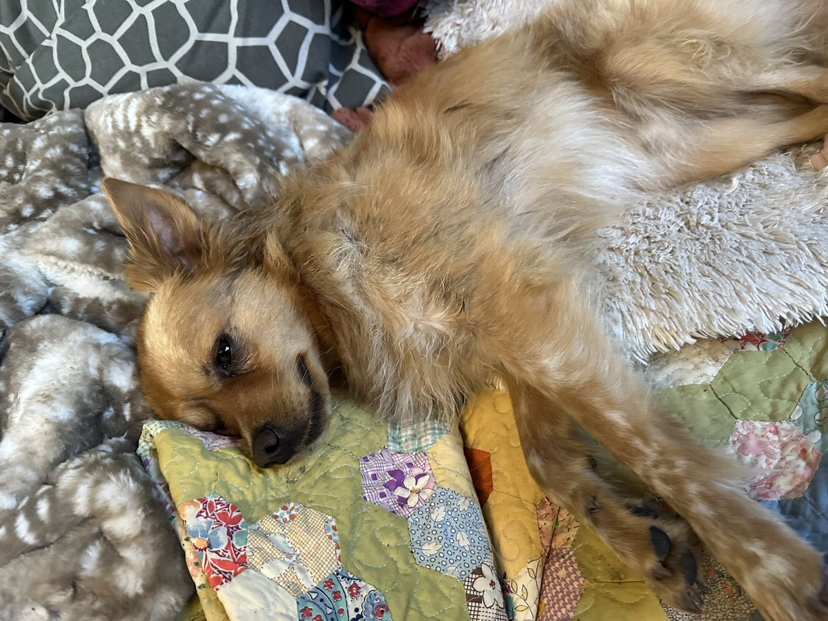 sea4sky's tweet photo. @bunsenbernerbmd Toby is my speckle-footed American Dingus who specializes in cuddles and mischief and Maeve is my chi-terrier mom dog who puts up with most of his antics and sleeps glued to some part of my body every night. Both are rescues who rescue me back every damn day. https://t.co/XUrWXOIZIQ
