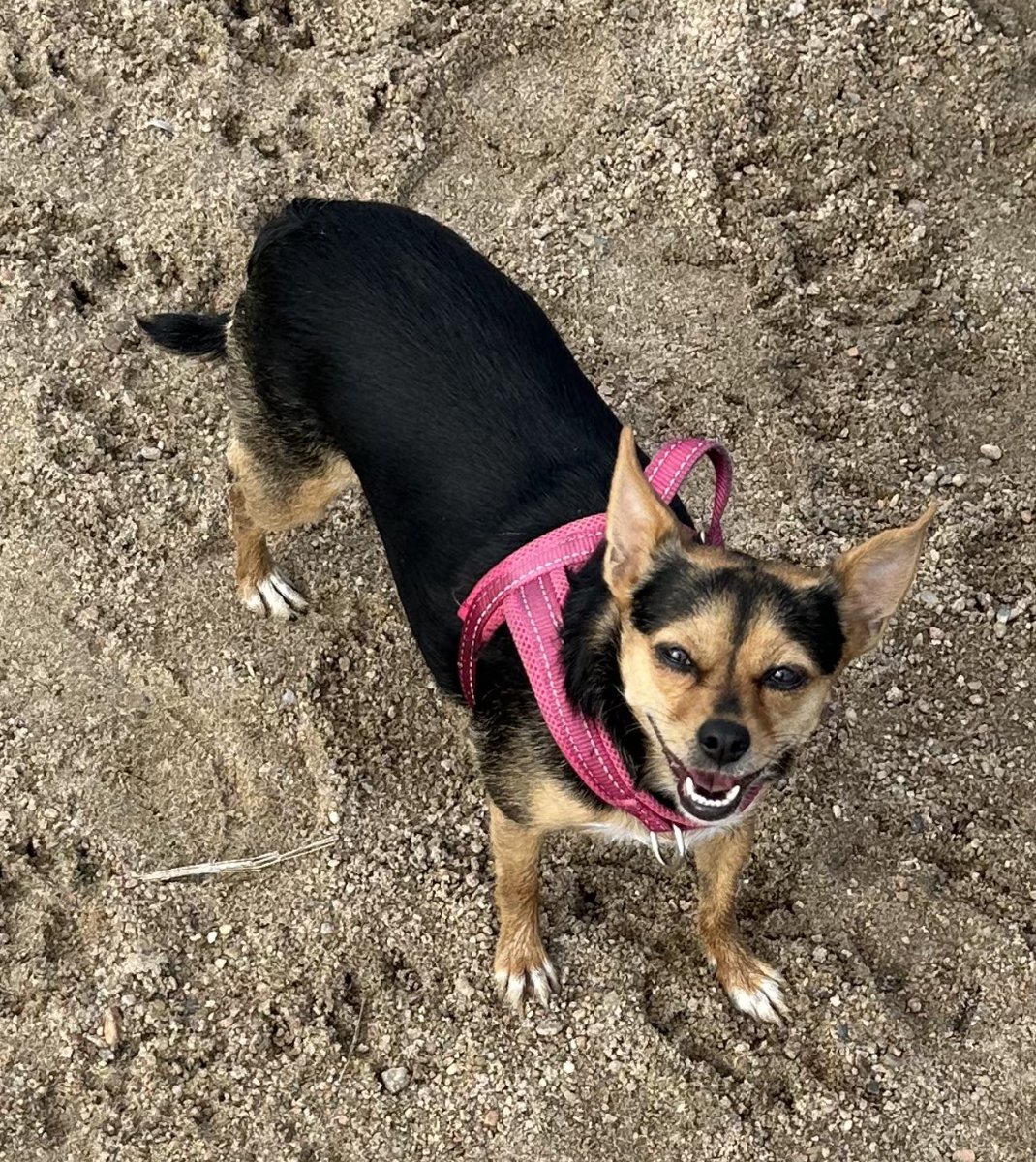 sea4sky's tweet photo. @bunsenbernerbmd Toby is my speckle-footed American Dingus who specializes in cuddles and mischief and Maeve is my chi-terrier mom dog who puts up with most of his antics and sleeps glued to some part of my body every night. Both are rescues who rescue me back every damn day. https://t.co/XUrWXOIZIQ