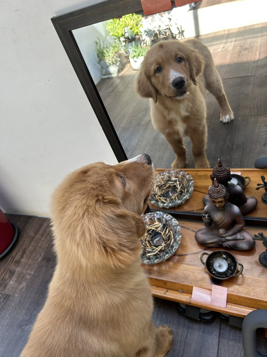 Meet #Chester

 #GoldenRetriever #theworldgreatestdog <a href="/GoldretrieverUS/">Golden Retriever Channel</a> <a href="/CuteGoldens/">Golden Retrievers</a>