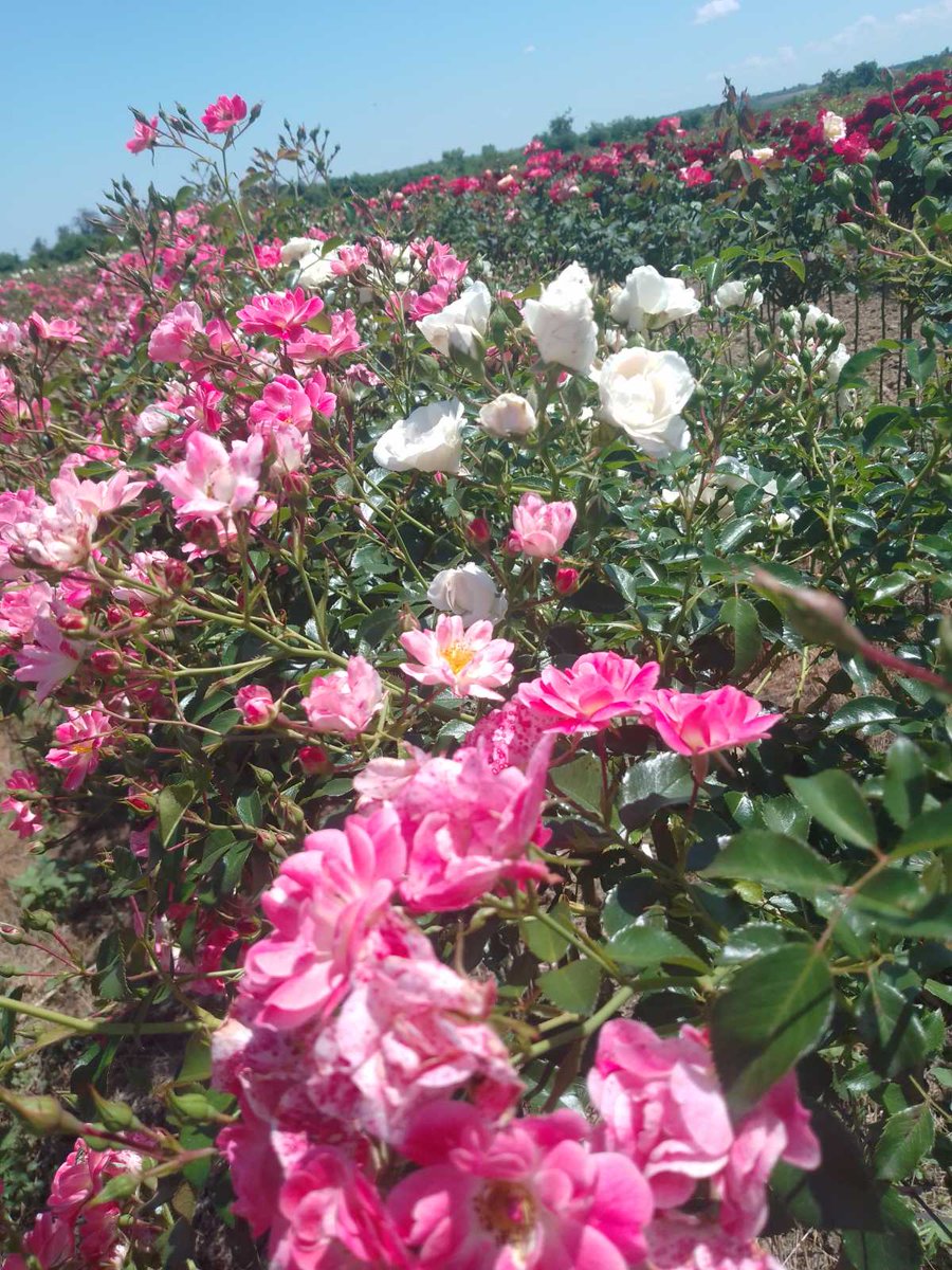 Rasadnikruza's tweet photo. #horticulture #rasadnik #rasadnikivanovic #sabac #šabac #gardening #gardeninglife #urbangarden #urbangardenersrepublic #rose #backyardgardener #serbia #srbija #roses #flowerpower #flower #agriculture https://t.co/psdnTeJE9A