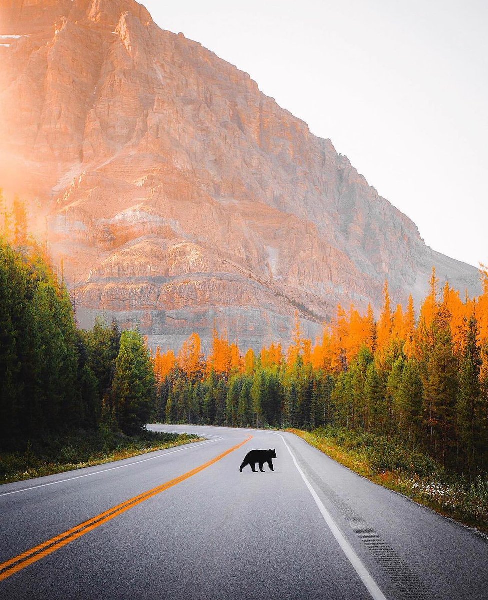 TheVacationator's tweet photo. Banff National Park https://t.co/b05tr4xjmE