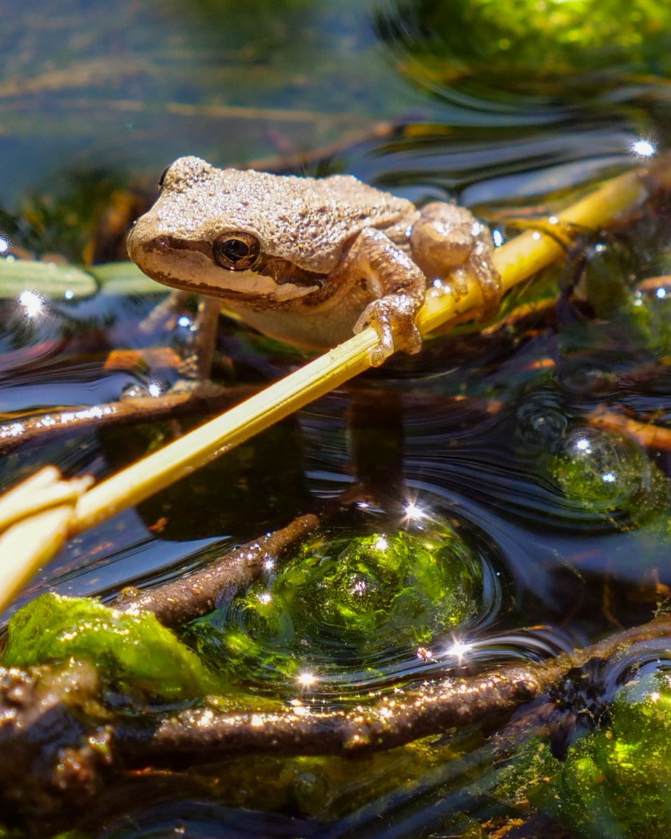 Save Mount Diablo tweet media