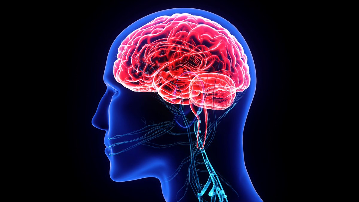 stevenbhoward's tweet photo. Your path to long-term brain health starts today with these articles I read last month: https://t.co/54vnFSQ0hv https://t.co/icDD2Zu1CU