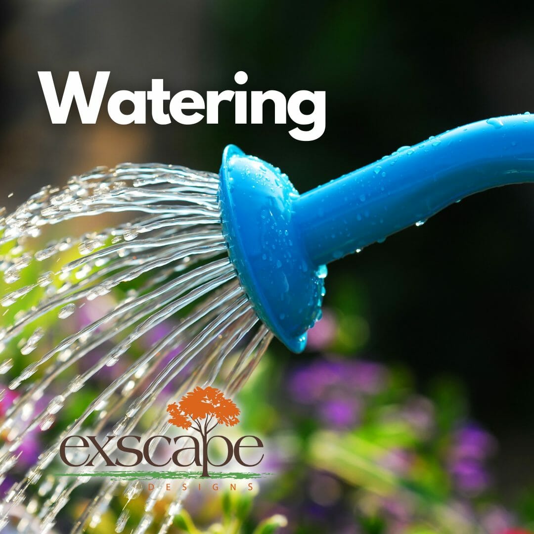 ExscapeDesigns's tweet photo. Stay cool this summer and keep your plants hydrated! Don't forget to water your spring-planted shrubs, trees, and flowers. Remember, a 5-gallon bucket per week can make all the difference in their growth and vitality. #SummerGardening #HydrationMatters https://t.co/yL0r4bxODy https://t.co/xB3G2HJn4m