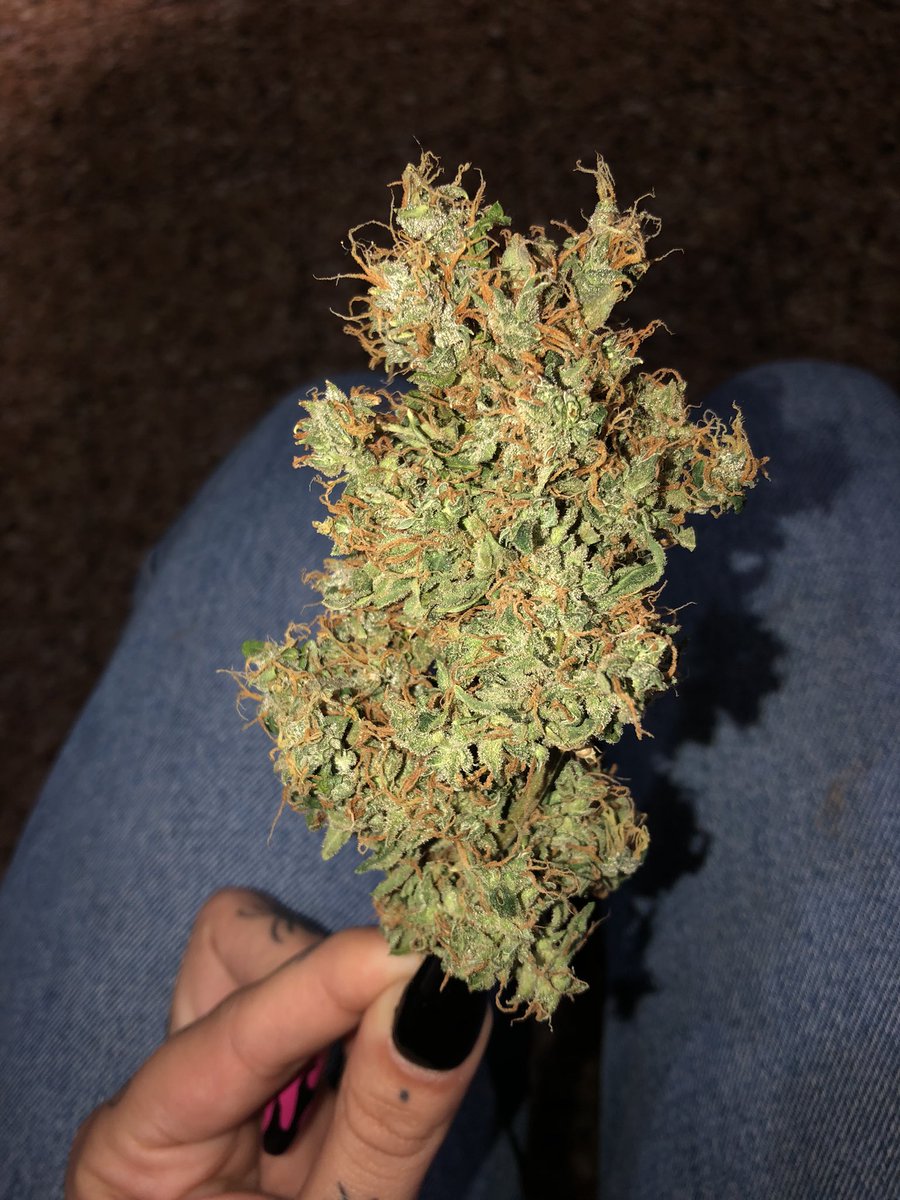 fumando weed verde que parece un bonsái