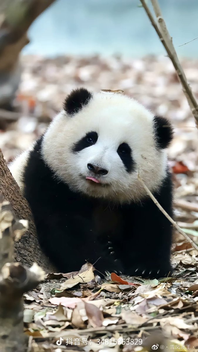 wei tweet media