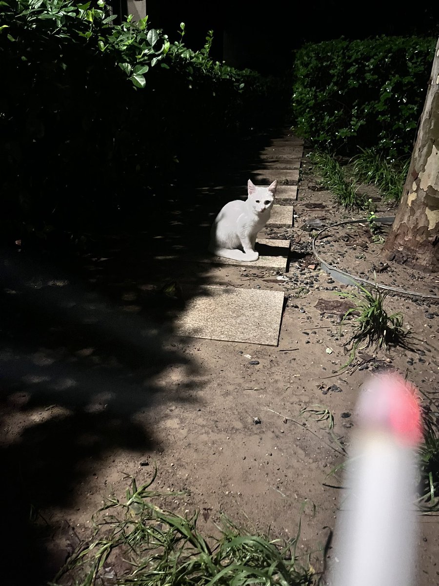 gh147000's tweet photo. 一起流浪吧，小猫咪 https://t.co/vHIja7jQXn