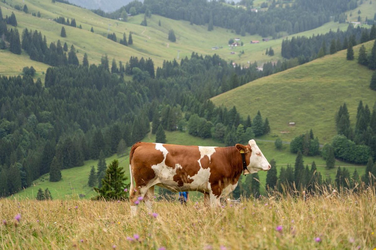 HubertAiwanger's tweet photo. #Fleisch #Milch #Käse fällt neben der schönen Kultur- u Urlaubslandschaft bei der Almweide mit Rindern ganz natürlich an, dient der gesunden menschlichen Ernährung und macht glücklich, weil es gut schmeckt. Der Mensch kann im Gegensatz zum Wiederkäuer das Gras nicht verwerten. https://t.co/Xc6zWEvqUL