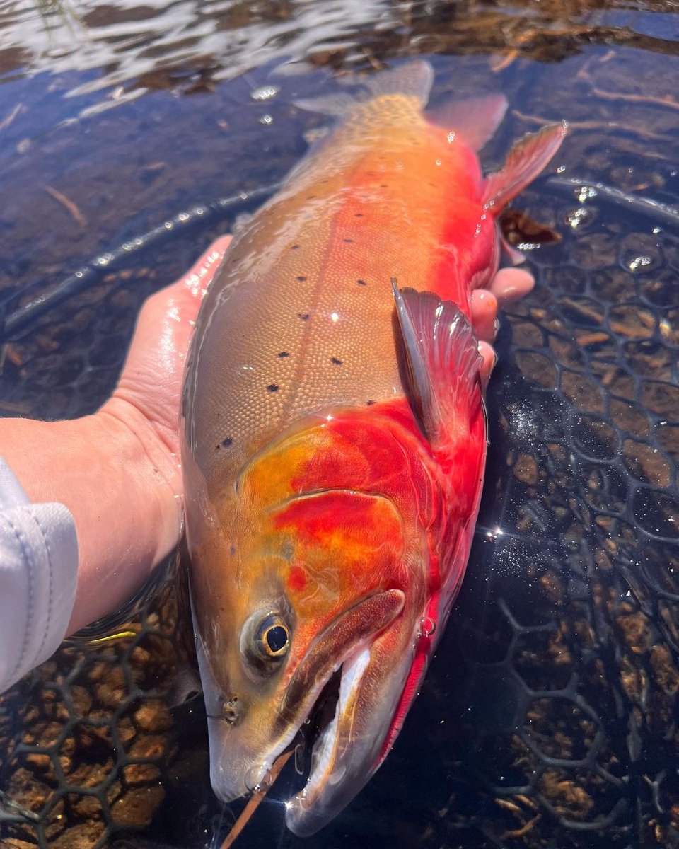 86Ali3's tweet photo. Rate the fish out of 10...
#fishing #fishinglife #fishingaddict https://t.co/abH8FUSnW0