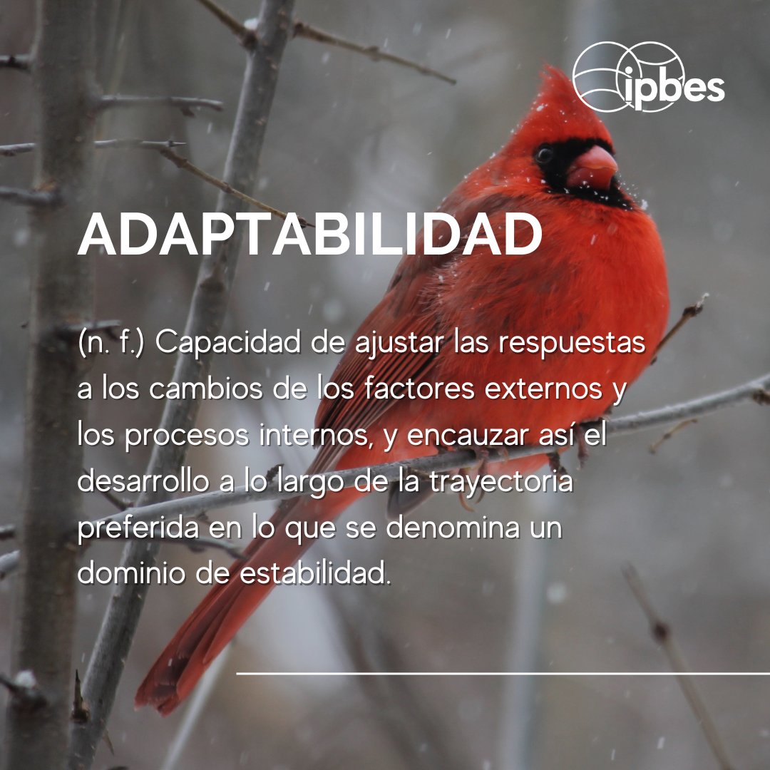 📘Léxico de la naturaleza: Descifrando el enigmático lenguaje de la #biodiversidad🌱

Desde los ecosistemas resistentes hasta la supervivencia de las especies, la capacidad de adaptarse y prosperar en condiciones cambiantes es lo que mantiene nuestro planeta.🌍

Según la <a href="/IPBES/">ipbes</a>⬇️